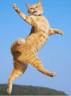 Funny Dancing Cat