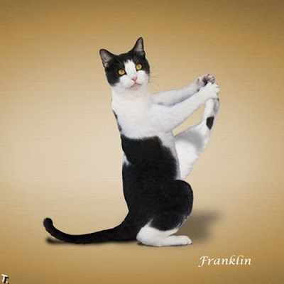 Funny Dancing Cat